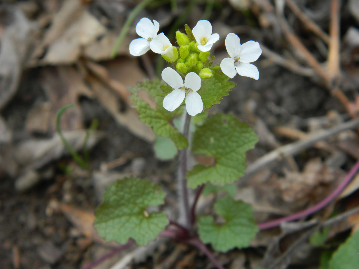 Image of Alliaria petiolata specimen.