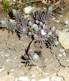 Sedum reflexum