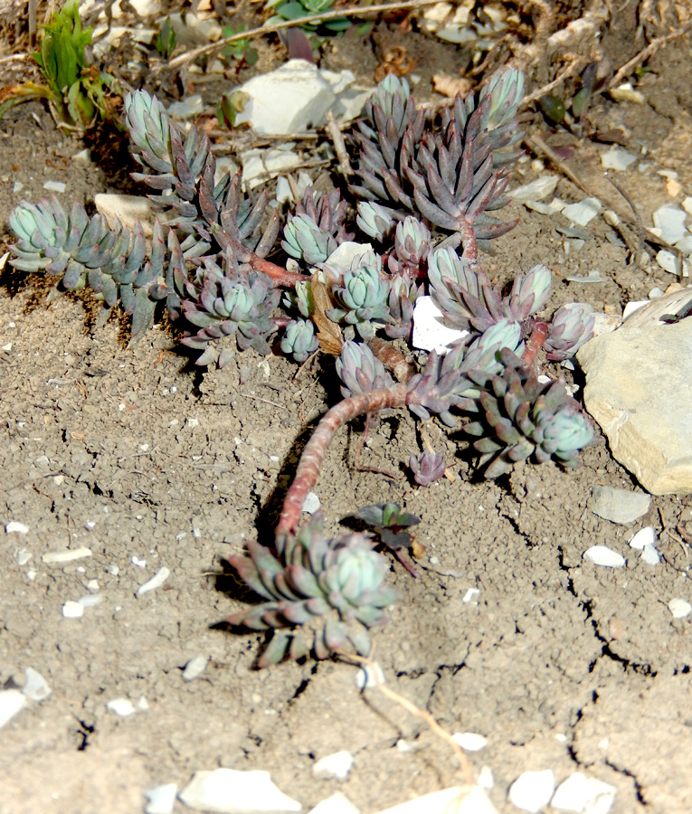 Изображение особи Sedum reflexum.