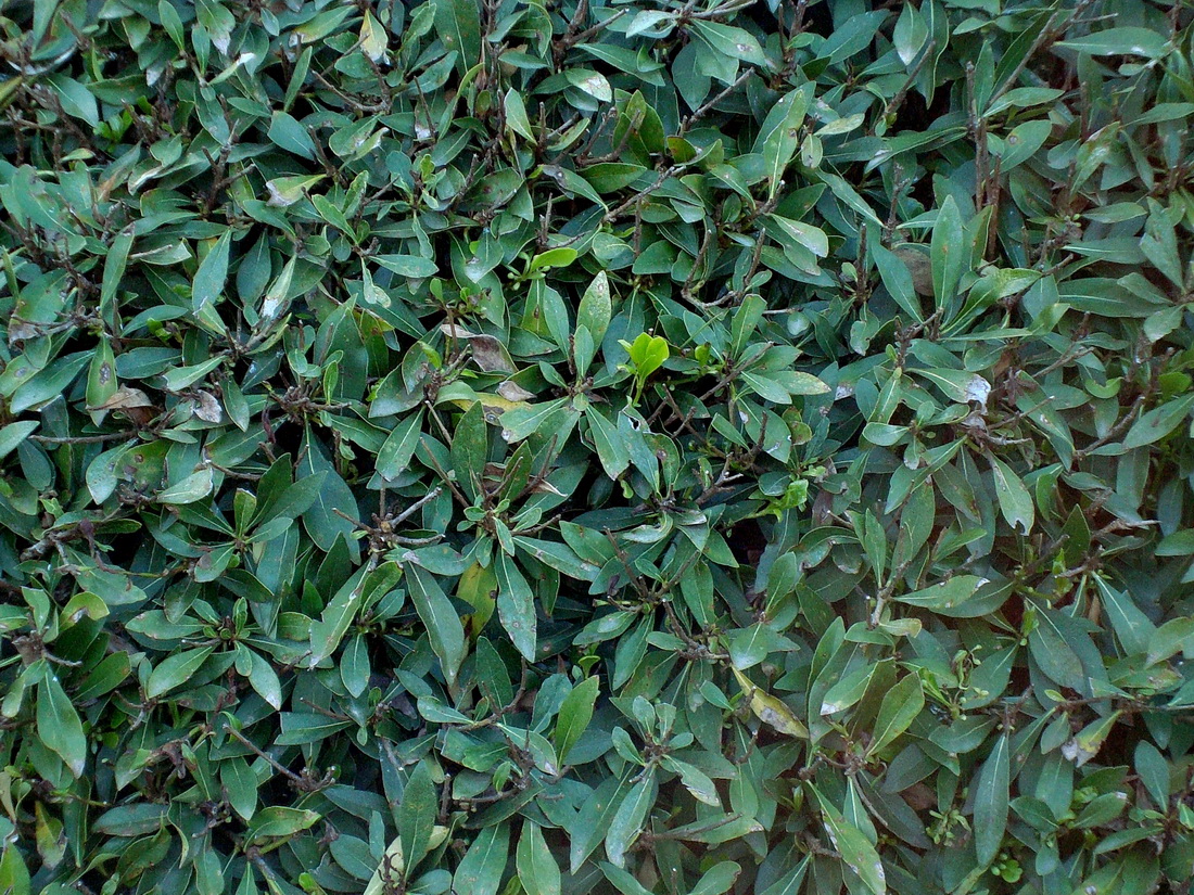 Image of Pittosporum heterophyllum specimen.