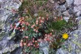 Saxifraga kolenatiana. Цветущее растение (ниже видны листья Alchemilla sericea). Кабардино-Балкария, Черекский р-н, верховья Черека Балкарского, правый борт долины ледника Агаштан в р-не вершины Левхановцек (2854), альпийский пояс. 27.07.2013.