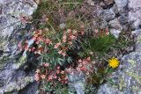 Saxifraga kolenatiana