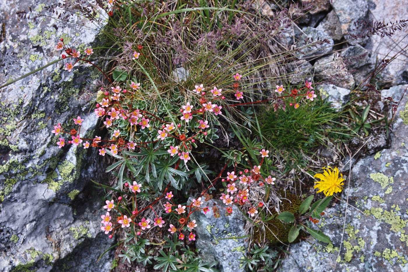 Изображение особи Saxifraga kolenatiana.