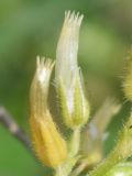 Cerastium glomeratum