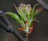 Pyrus communis