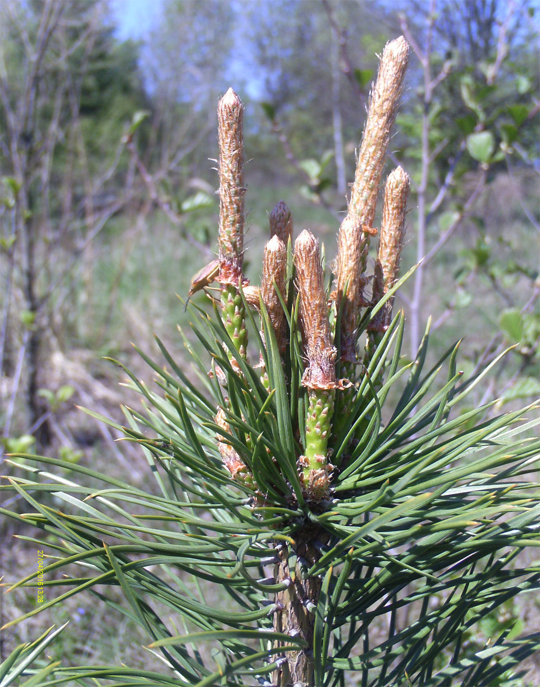 Image of Pinus sylvestris specimen.