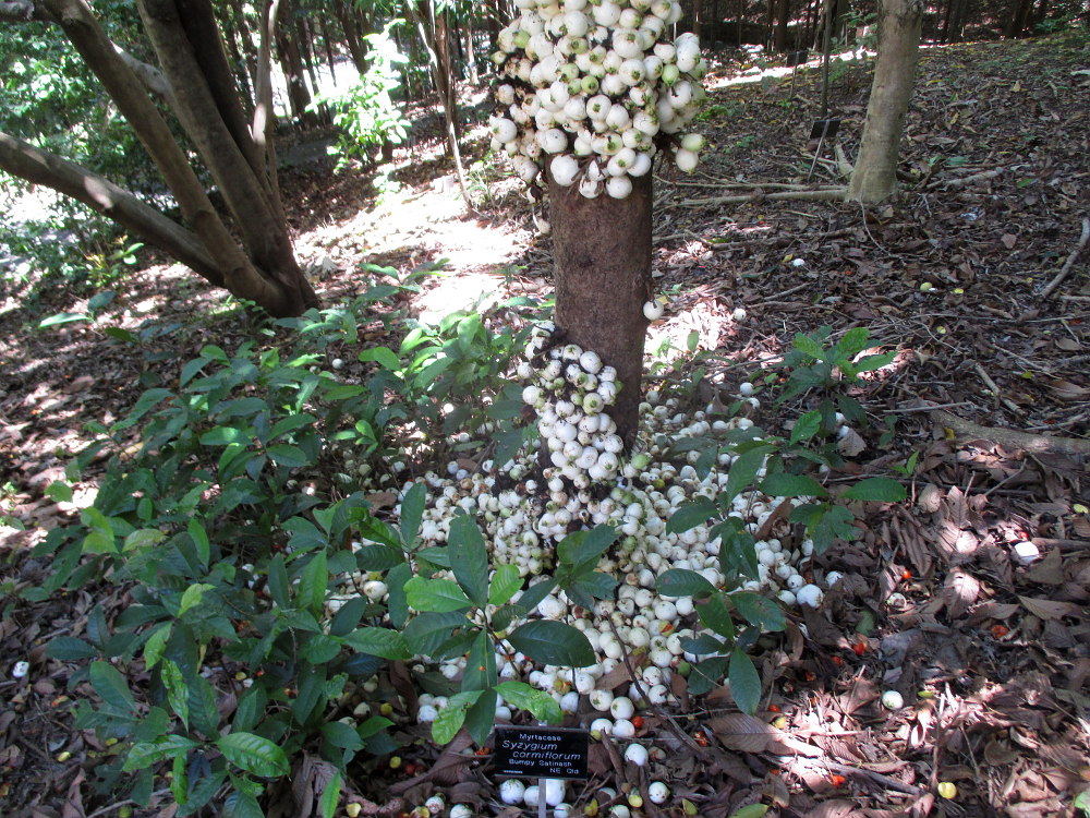 Изображение особи Syzygium cormiflorum.