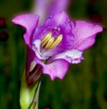 Gladiolus tenuis