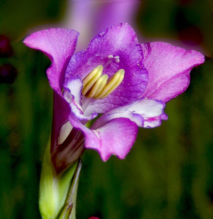 Image of Gladiolus tenuis specimen.