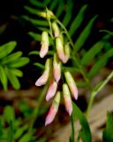 Vicia cassubica