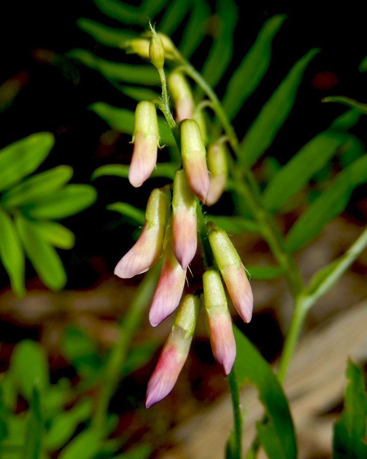 Изображение особи Vicia cassubica.