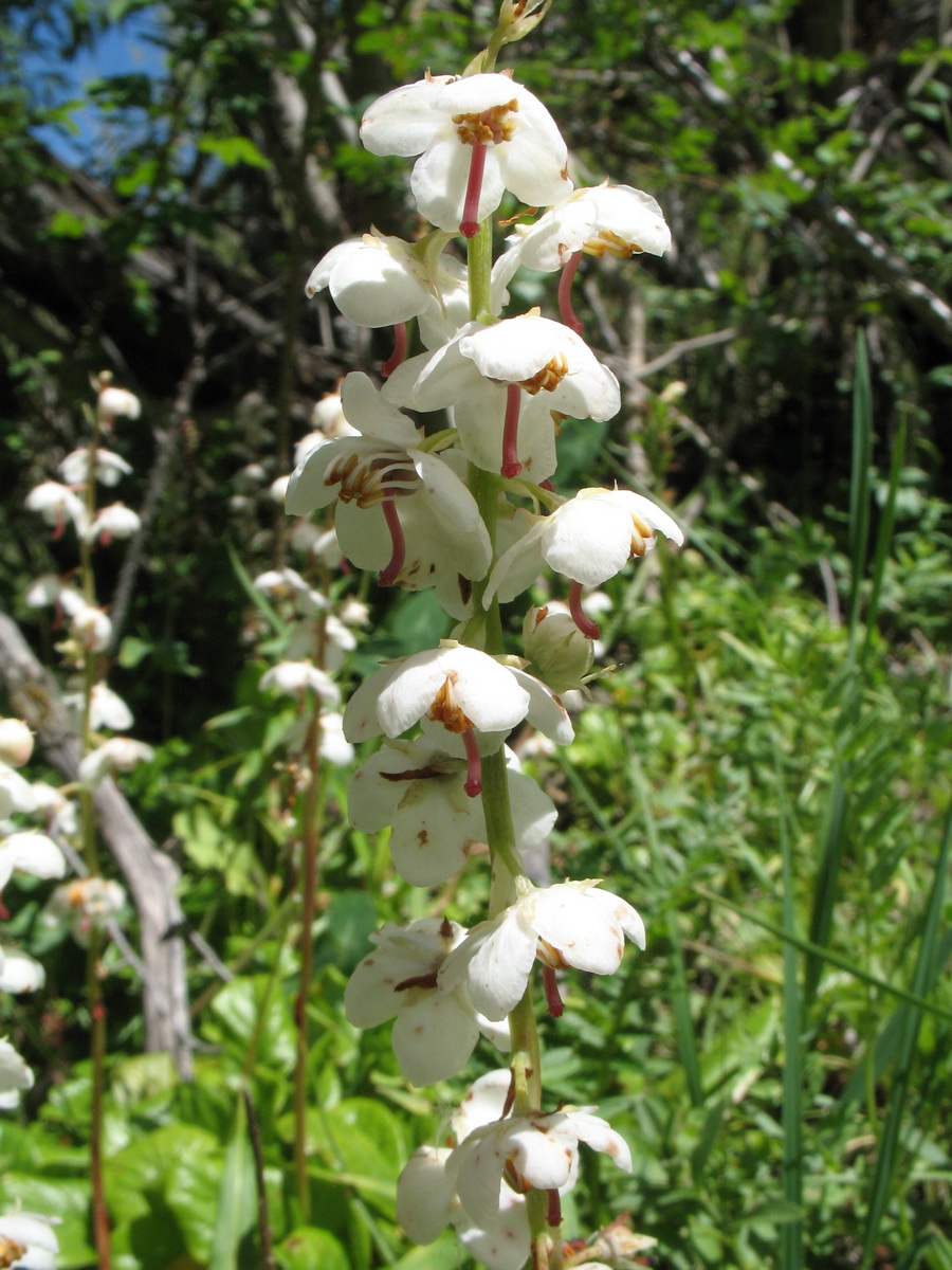 Image of Pyrola rotundifolia specimen.