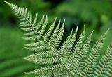 Athyrium filix-femina. Верхушка вайи с сорусами (вид снизу). Московская обл., Сергиево-Посадский р-н, окр. дер. Тешилово, просека в смешанном лесу. 25.06.2016.