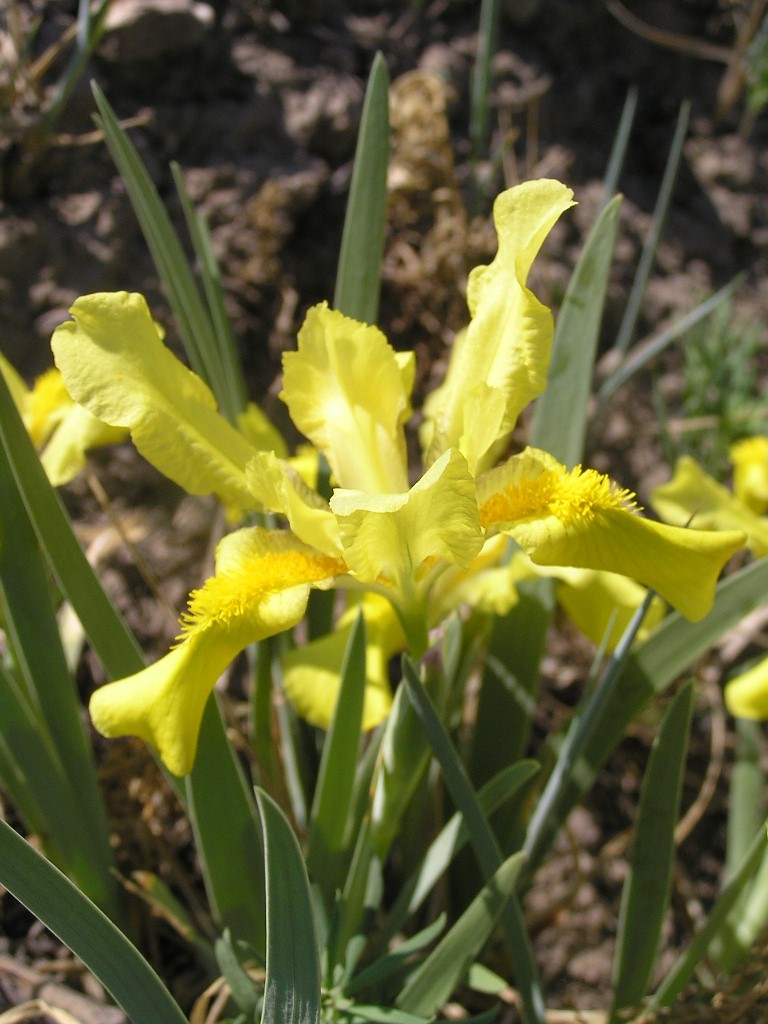 Изображение особи Iris humilis.