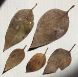Syringa persica