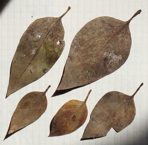 Image of Syringa persica specimen.