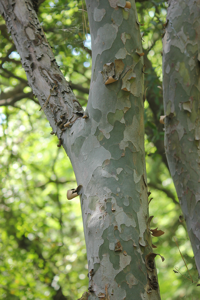 Image of Pinus gerardiana specimen.