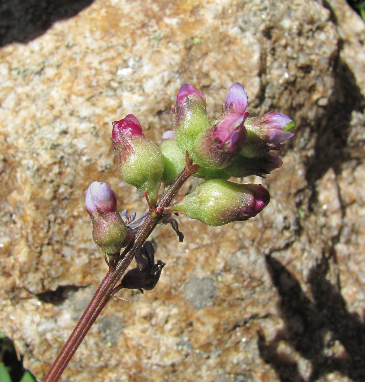 Изображение особи Astragalus brachytropis.