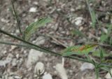Convolvulus cantabrica