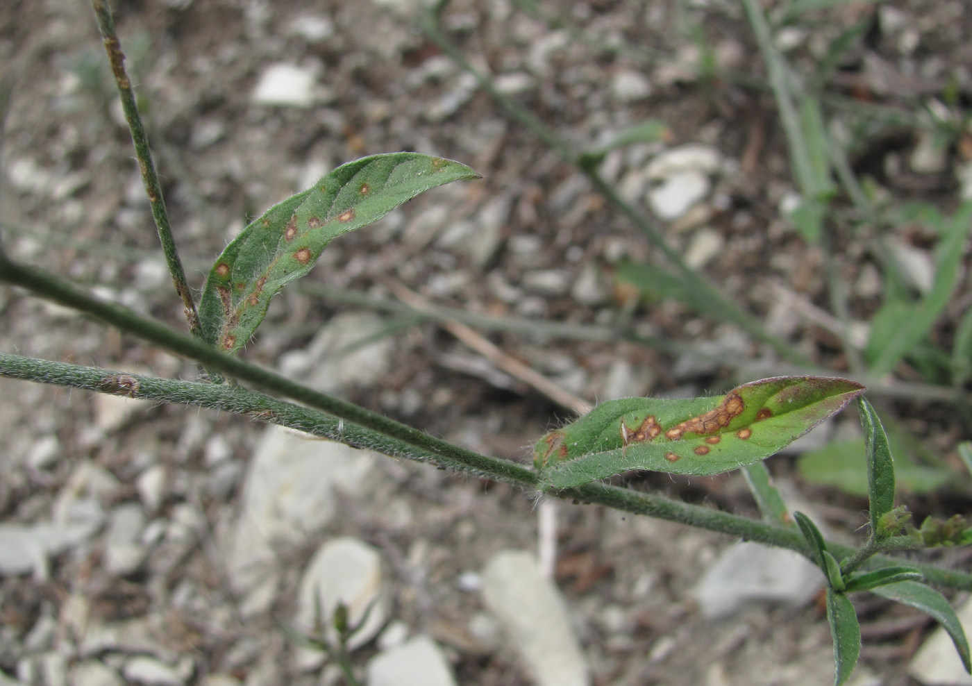 Image of Convolvulus cantabrica specimen.