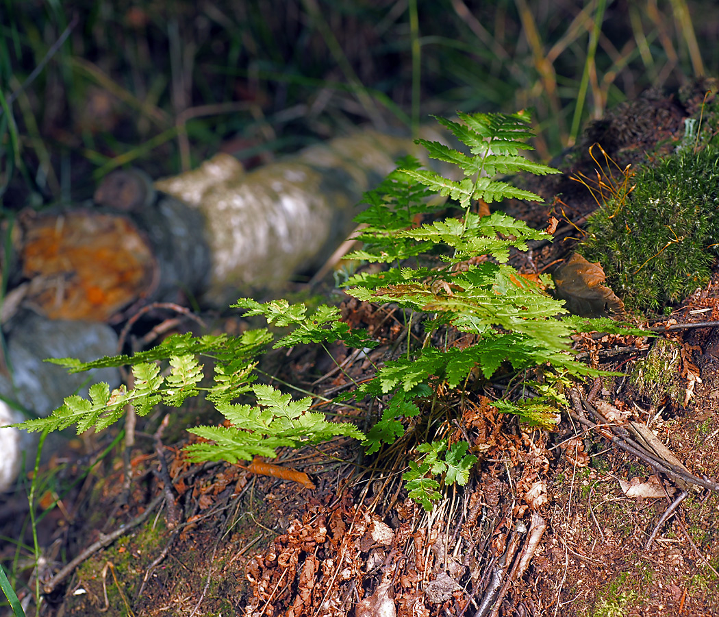 Image of Dryopteris carthusiana specimen.