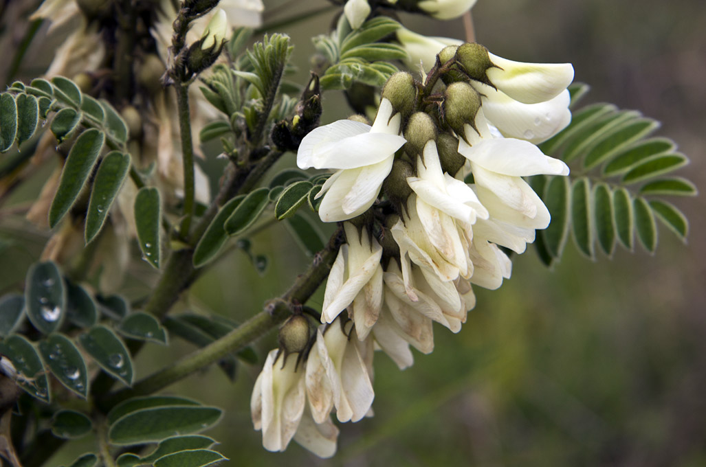 Image of Erophaca baetica ssp. orientalis specimen.