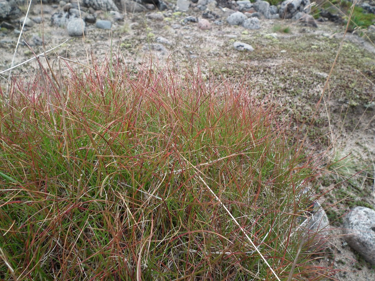 Изображение особи род Agrostis.