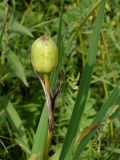 Iris ensata