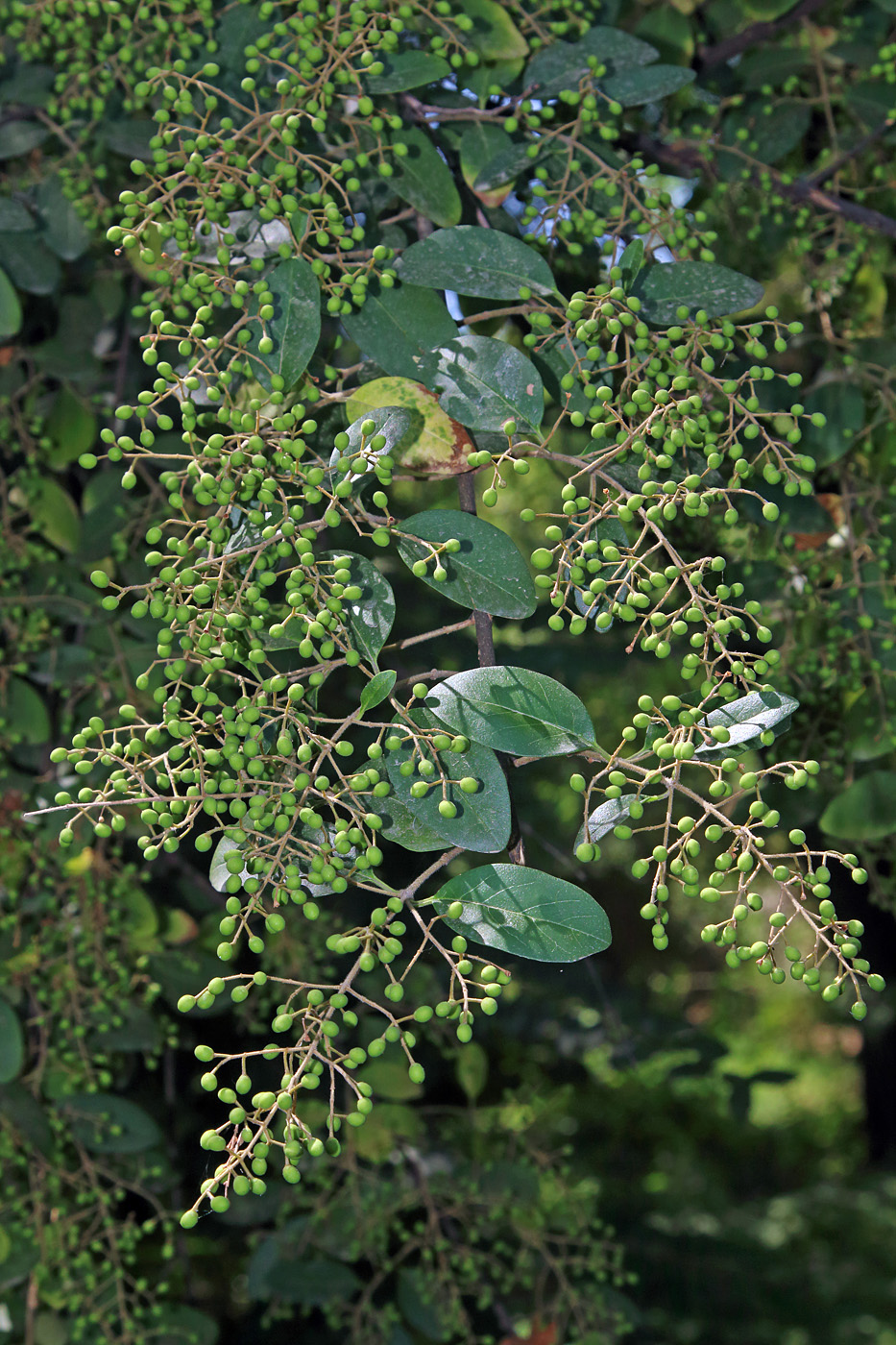 Image of Ligustrum sinense specimen.