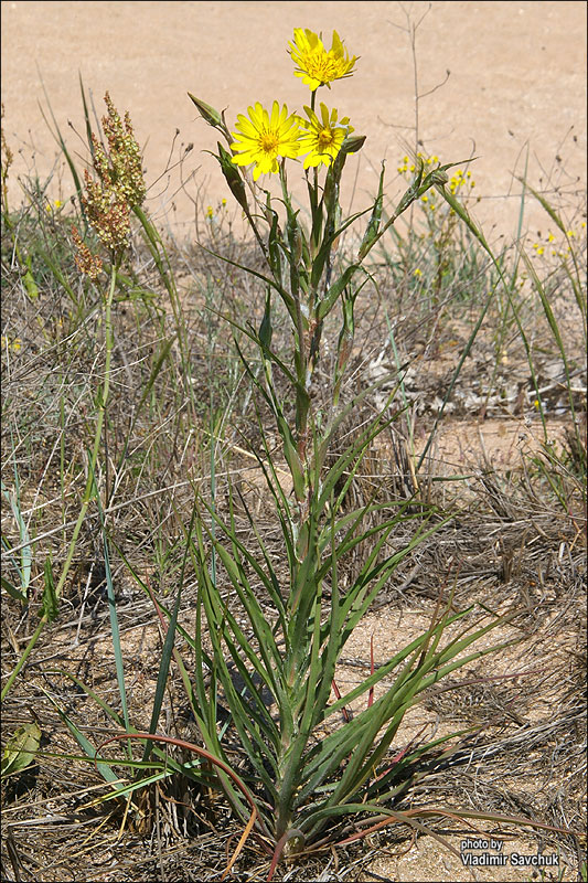 Изображение особи Tragopogon dasyrhynchus var. daghestanicus.