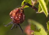 Rosa cinnamomea