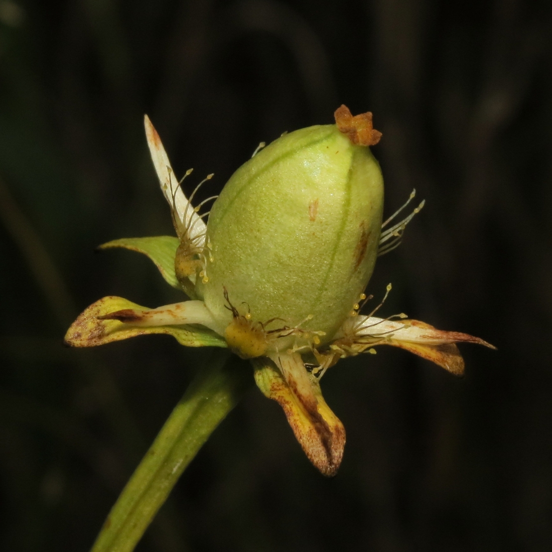 Изображение особи Parnassia palustris.