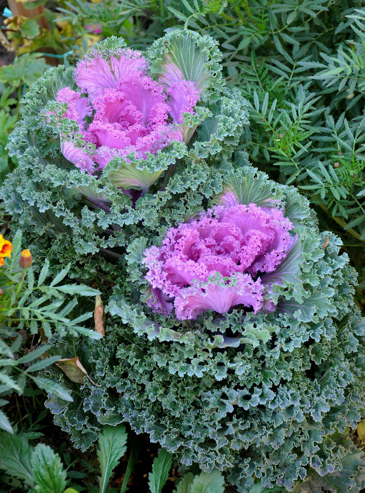 Изображение особи Brassica oleracea var. viridis.