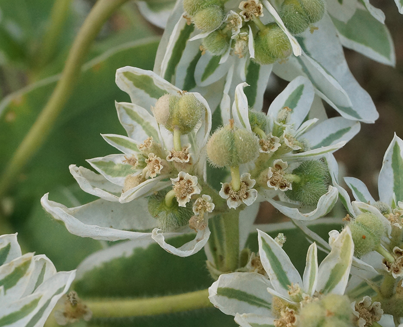 Image of Euphorbia marginata specimen.