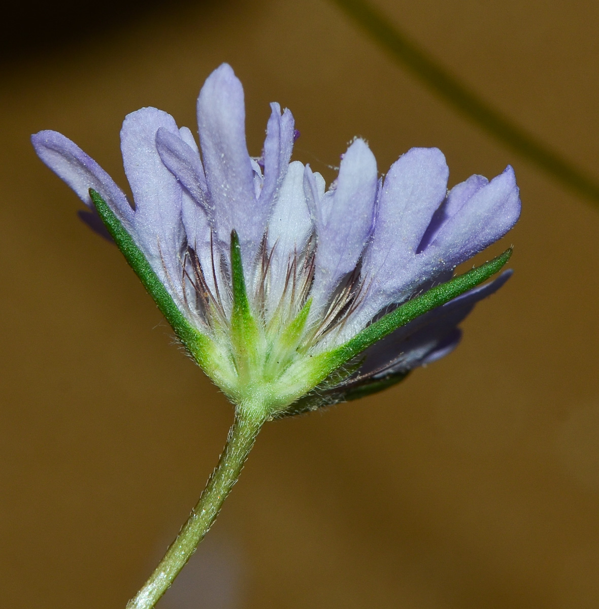 Изображение особи Sixalix arenaria.