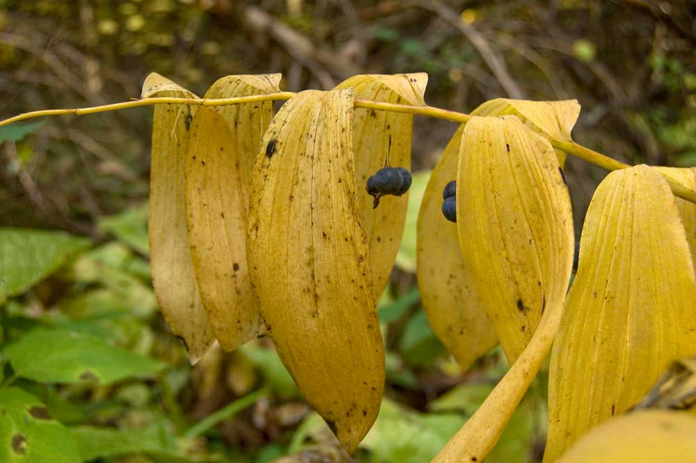 Image of Polygonatum multiflorum specimen.
