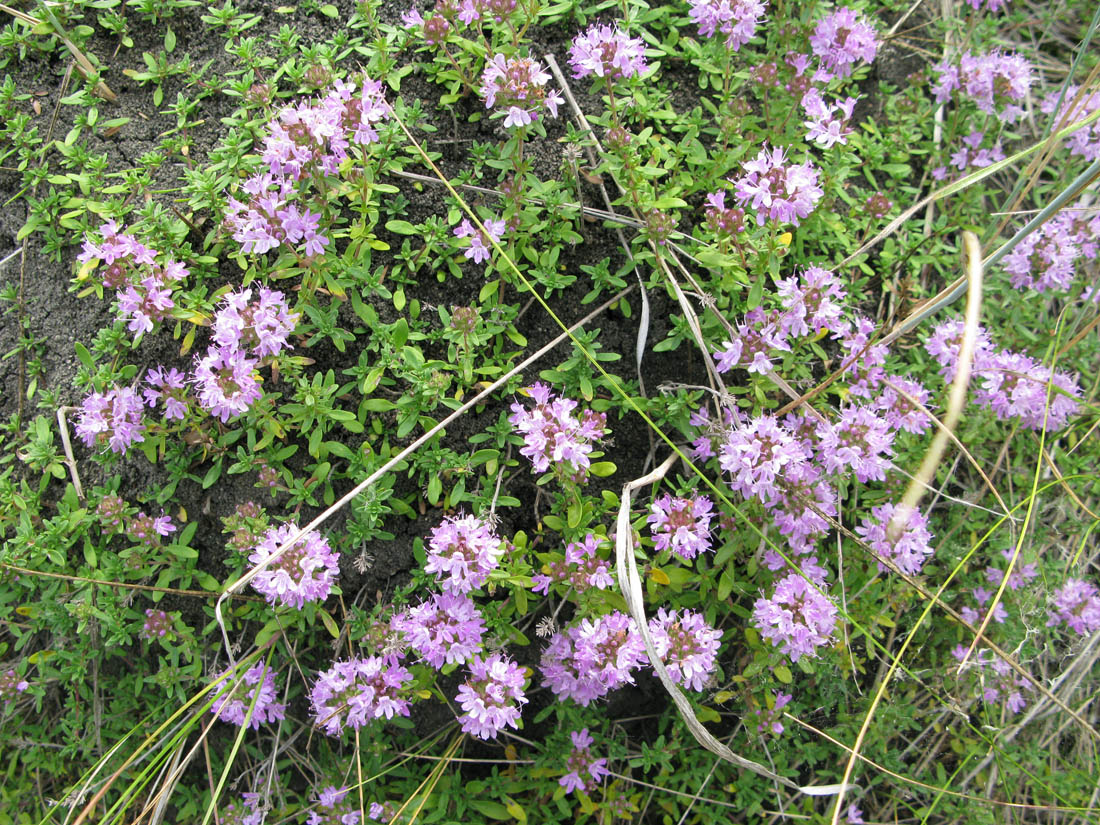 Изображение особи Thymus dubjanskyi.