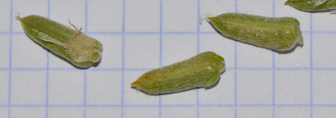 Image of Astragalus tribuloides specimen.