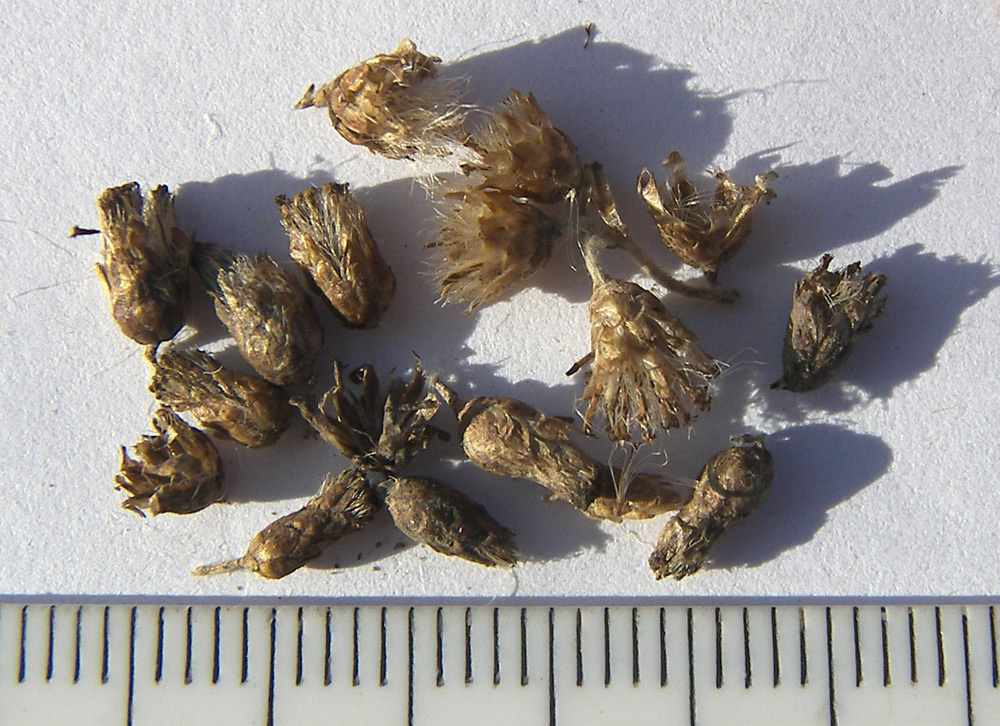 Image of Helichrysum italicum specimen.