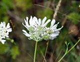 Orlaya grandiflora. Соцветие (вид снизу). Крым, Бахчисарайский р-н, окр. пещерного г. Чуфут-Кале, опушка смешанного леса. 08.06.2016.