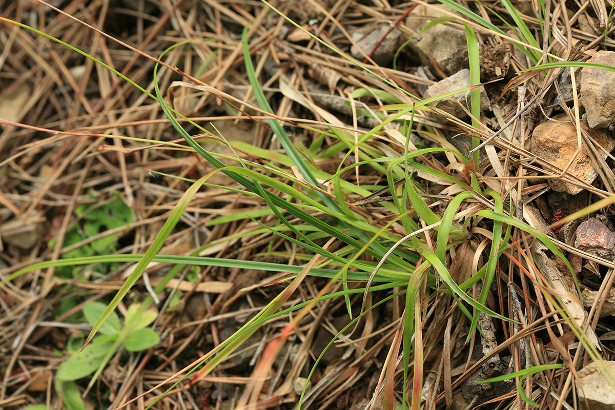 Image of Luzula capitata specimen.