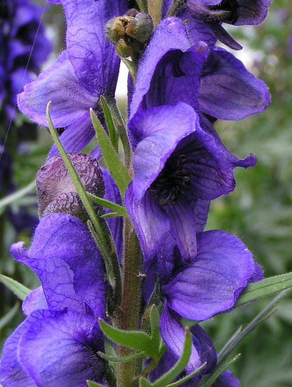 Изображение особи Aconitum altaicum.