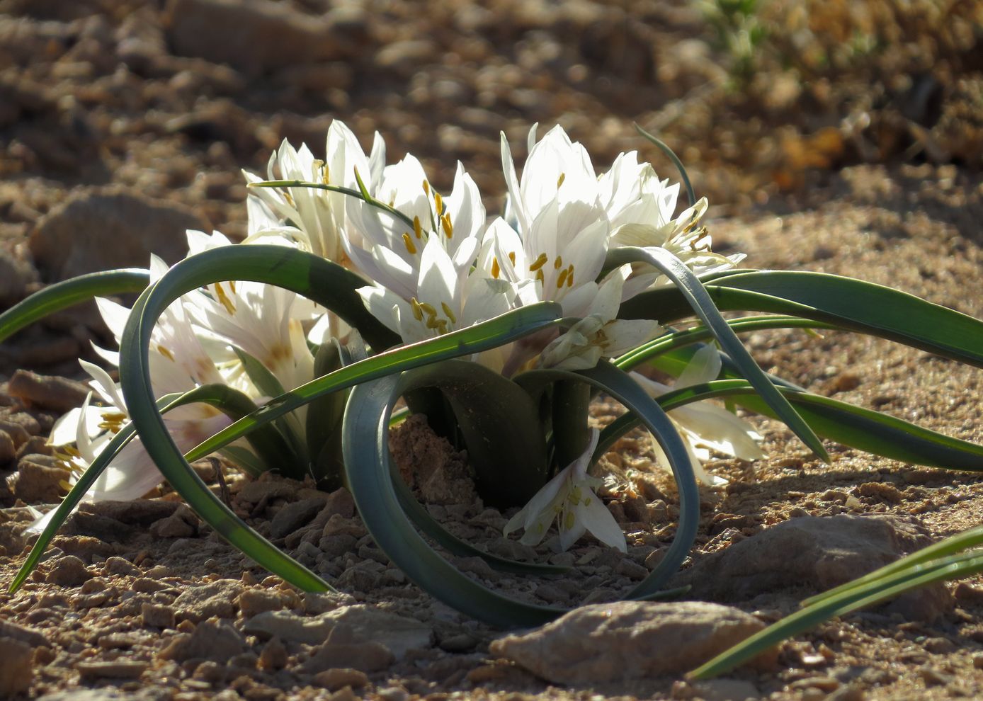 Image of Colchicum ritchiei specimen.