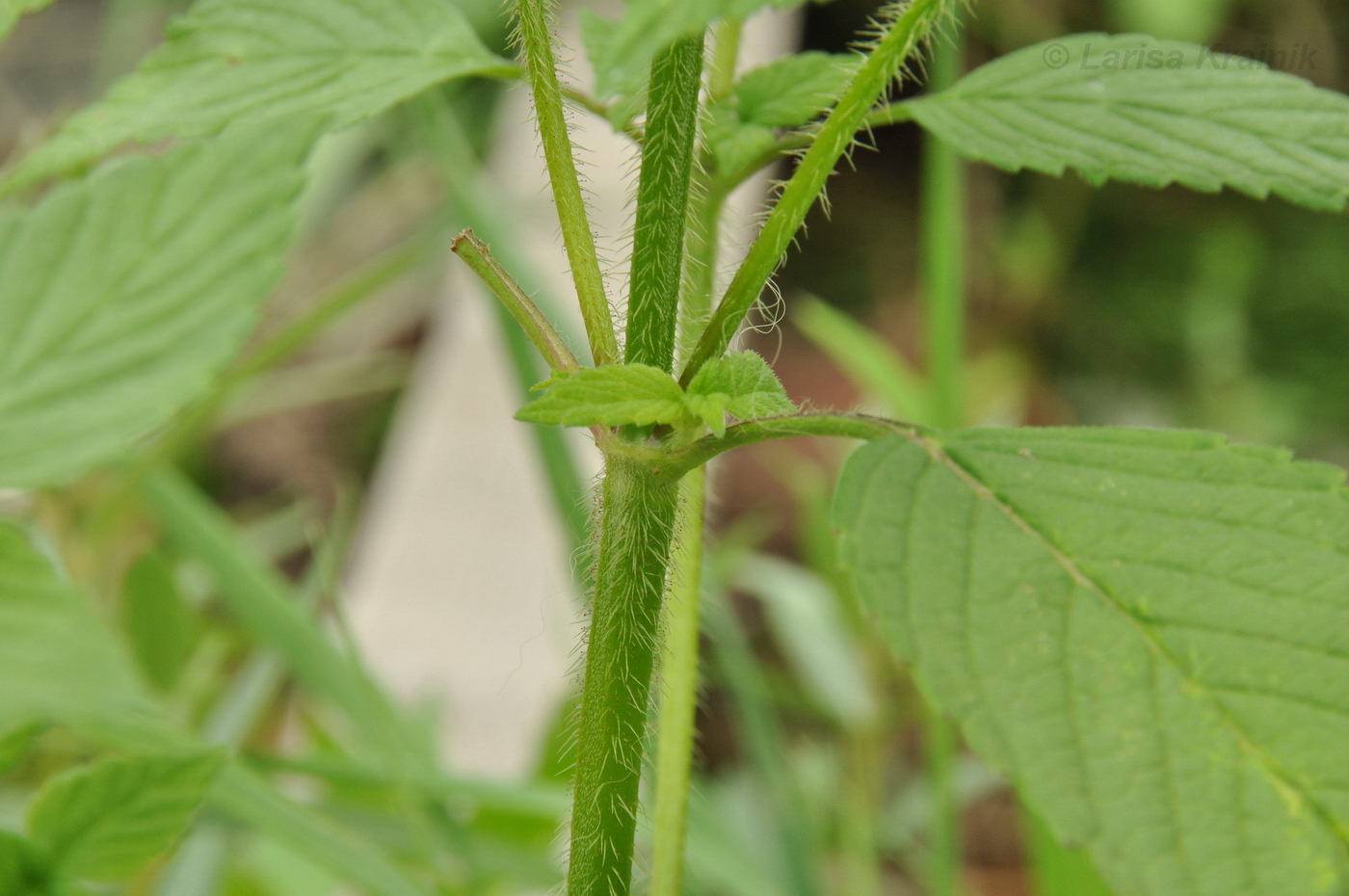 Изображение особи Galeopsis bifida.