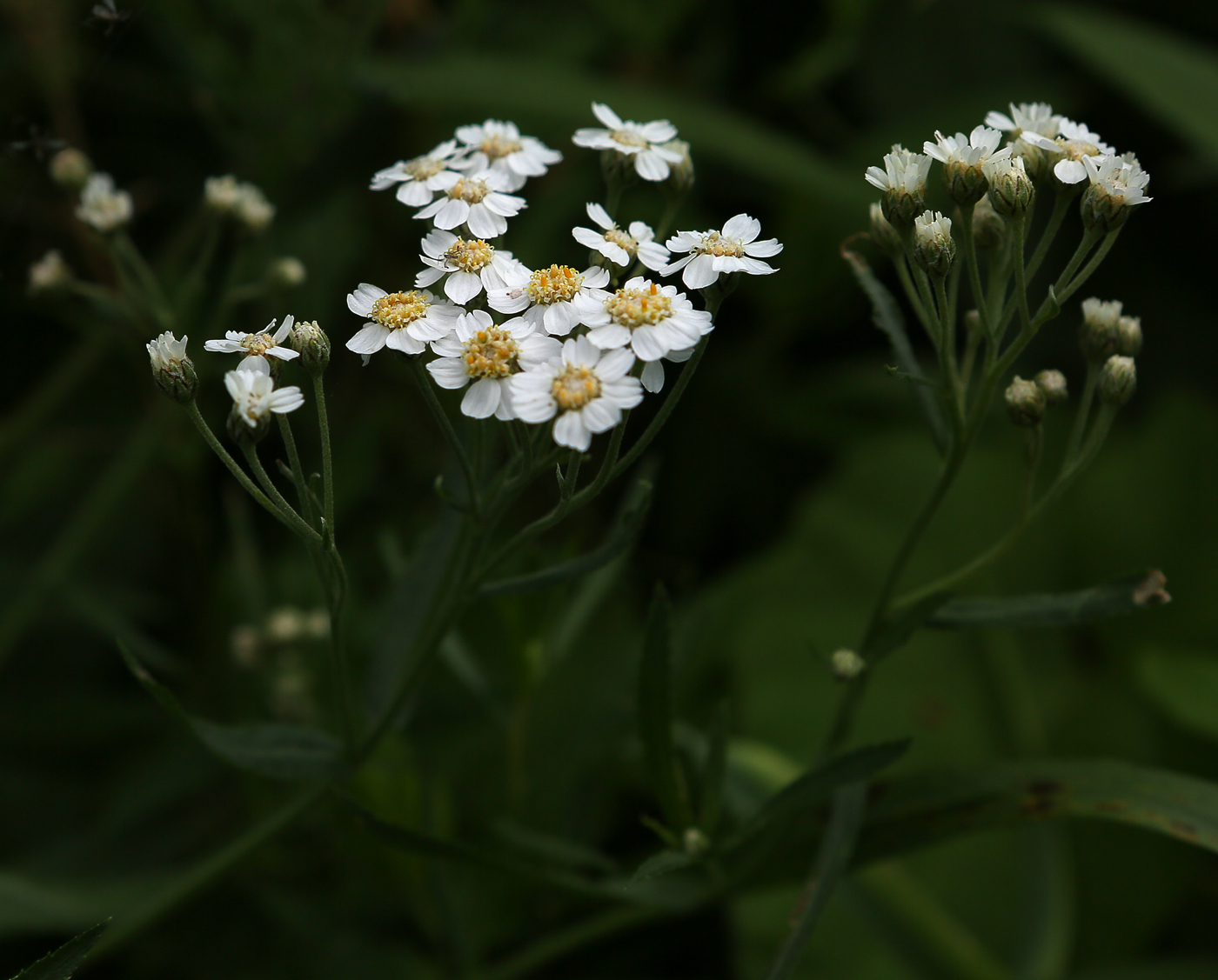 Изображение особи Achillea ptarmica.