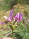 genus Astragalus. Соцветие. Ставропольский край, Благодарненский р-н, окр. с. Шишкино, на песчаном обнажении. 23.05.2009.
