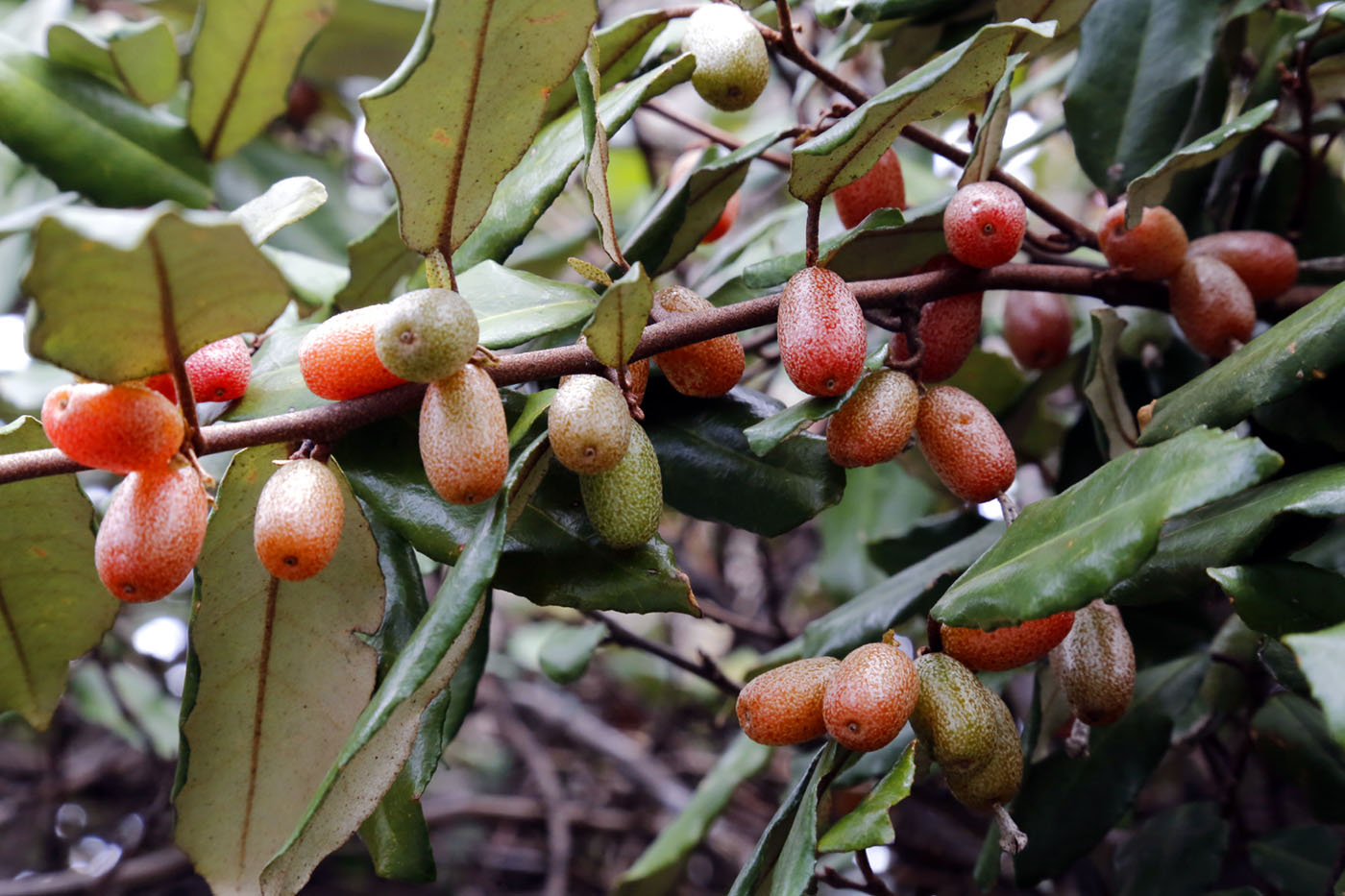 Image of Elaeagnus macrophylla specimen.