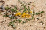 Anacyclus monanthos. Цветущее растение. Египет, окр. г. Эль-Дабаа, залежь. 06.03.2017.