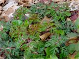 Geranium robertianum