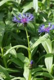 Centaurea montana. Побег с распустившимся соцветием. Ленинградская обл., Всеволожский р-н, окр. пос. Куйвози, садоводство, в культуре. 04.06.2016.